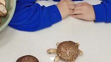 没想到香菇还能变身为乌龟