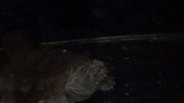 小黄半夜加餐系列