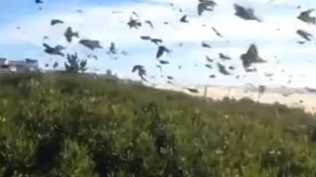 燕子真的在南方过冬吗