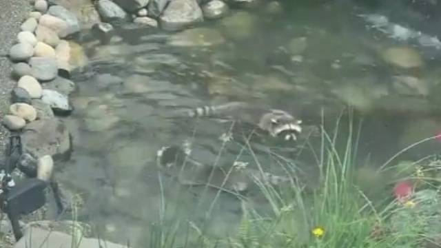 以为自己是锦鲤的小浣熊.... 