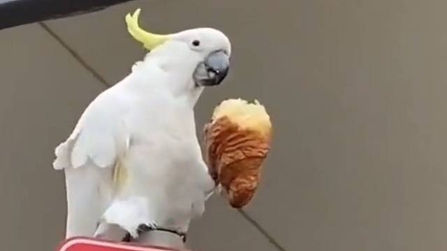 此时有一个倒霉蛋失去了他的早餐