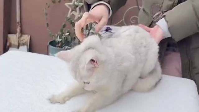 喵生第一次见到雪～