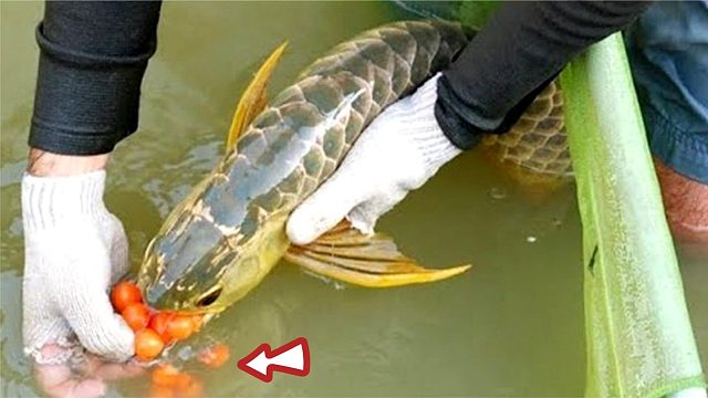 男子花高价买回两条金龙鱼，突然一条浑身抽搐，接下来男子却笑了