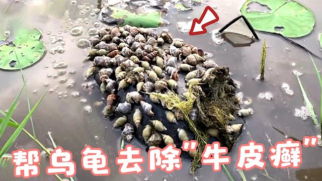乌龟背长满“牛皮癣”，男子路过看见，好心为其去除！