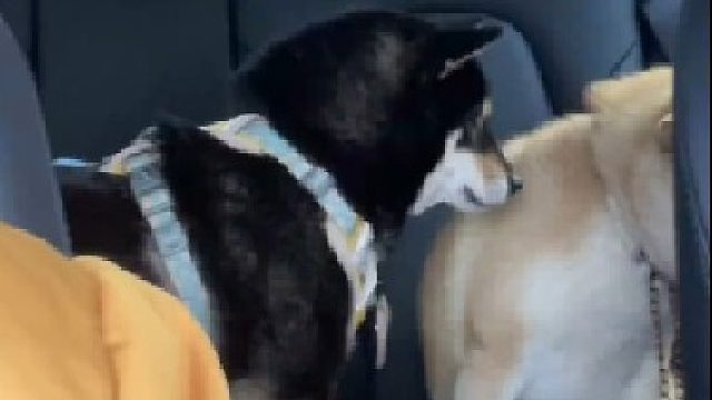 别打了马上带你们去办离婚