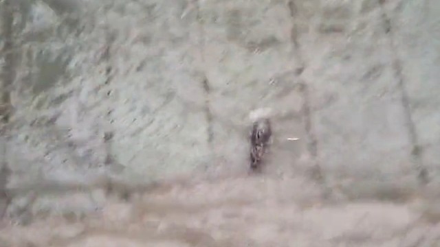 老鼠：好不容易游上来又给你踢下去。做个人吧！