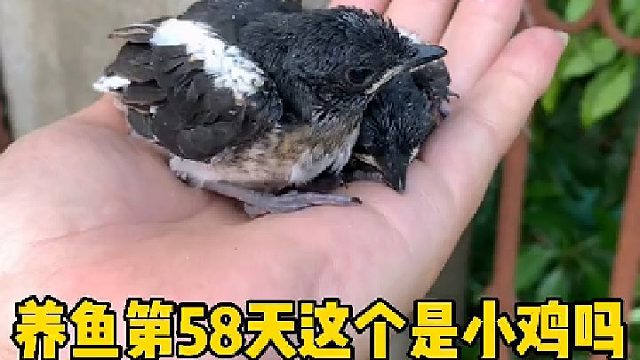 鱼虾养殖58天，大家看看这小东西怎么处理呀