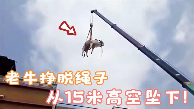 老牛不甘被宰，挣脱绳子从15米高空坠下