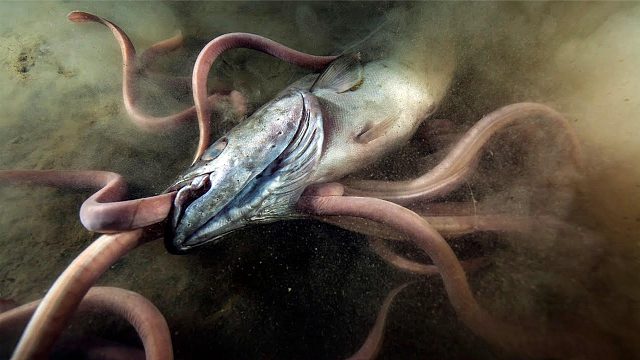 死鱼刚沉入水底，就被一群“怪物”轮番啃食，吃抹干净！