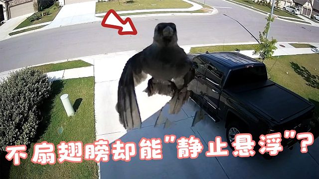 小鸟从门前飞过，明明没有张开翅膀，为何却能“静止悬浮”半空？