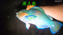 潮后阿平赶海抓到一条漂亮的美人鱼，之后还抓了兰花蟹和海鳗鱼