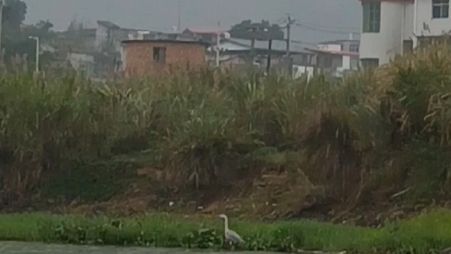 它又被我吓跑了