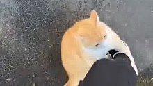 路上遇到一只猫自己走过来求摸摸，没想到是打击报复！