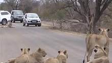 狮子变成拦路虎，造成交通大拥堵，围观游客耐心等候！#动物世界 