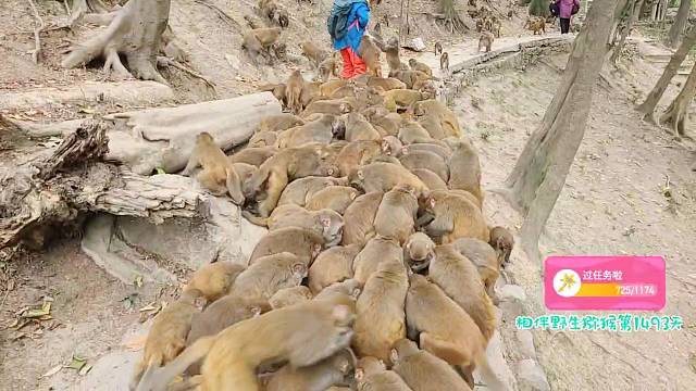 让人心疼的大部队