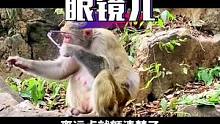 吃了没有文化的亏！#云南方言 #专治不开心 #动物的迷惑行为 #搞笑视频配音 #向东配音