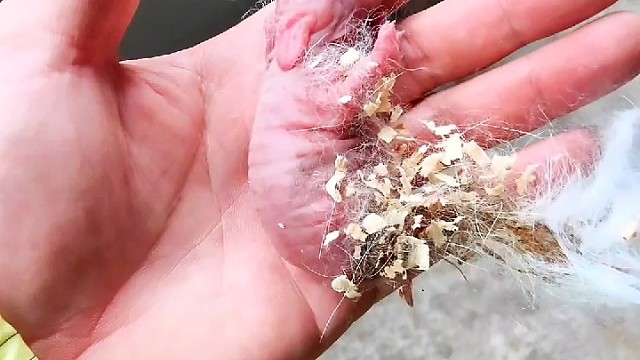 刚生的小兔仔像这样情况？你是怎么处理的，直接丟了？