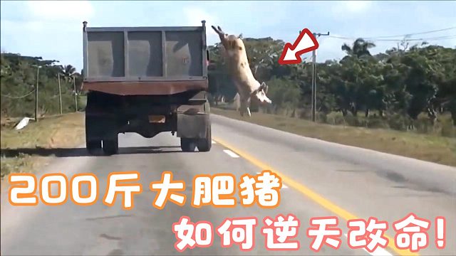 200斤大肥猪“逆改天命”，从2米高的卡车跳下，还能活吗？