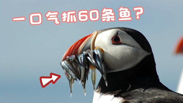这鸟太贪心了，别的鸟都是一口一条鱼，它一口竟要抓60条！