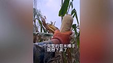 必学技能：半分钟学会掰玉米