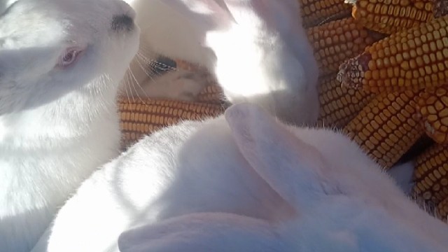 挺可爱，麻辣兔头吗(*๓´╰╯`๓)♡