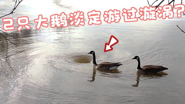 湖面出现漩涡，2只大鹅淡定的游了过去，镜头记录全过程！