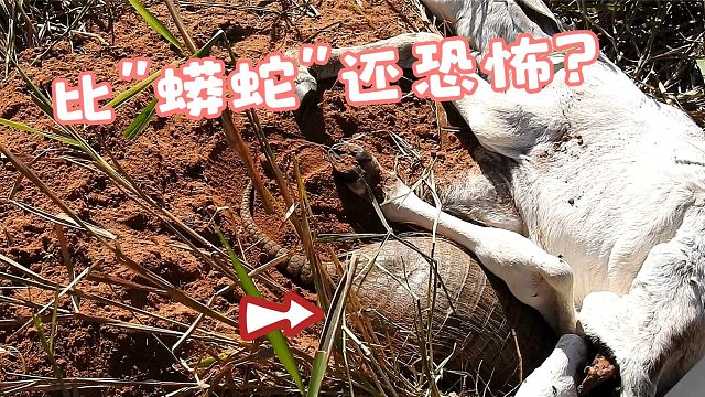 把死去的山羊搬开，没想到却钻出一生物来，简直比蟒蛇还恐怖！