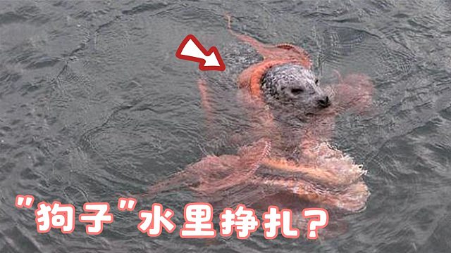 一只狗狗在水中挣扎着，男子想上前救援，走近一看吓出一身冷汗！