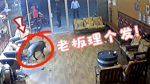 野猪夜闯理发店