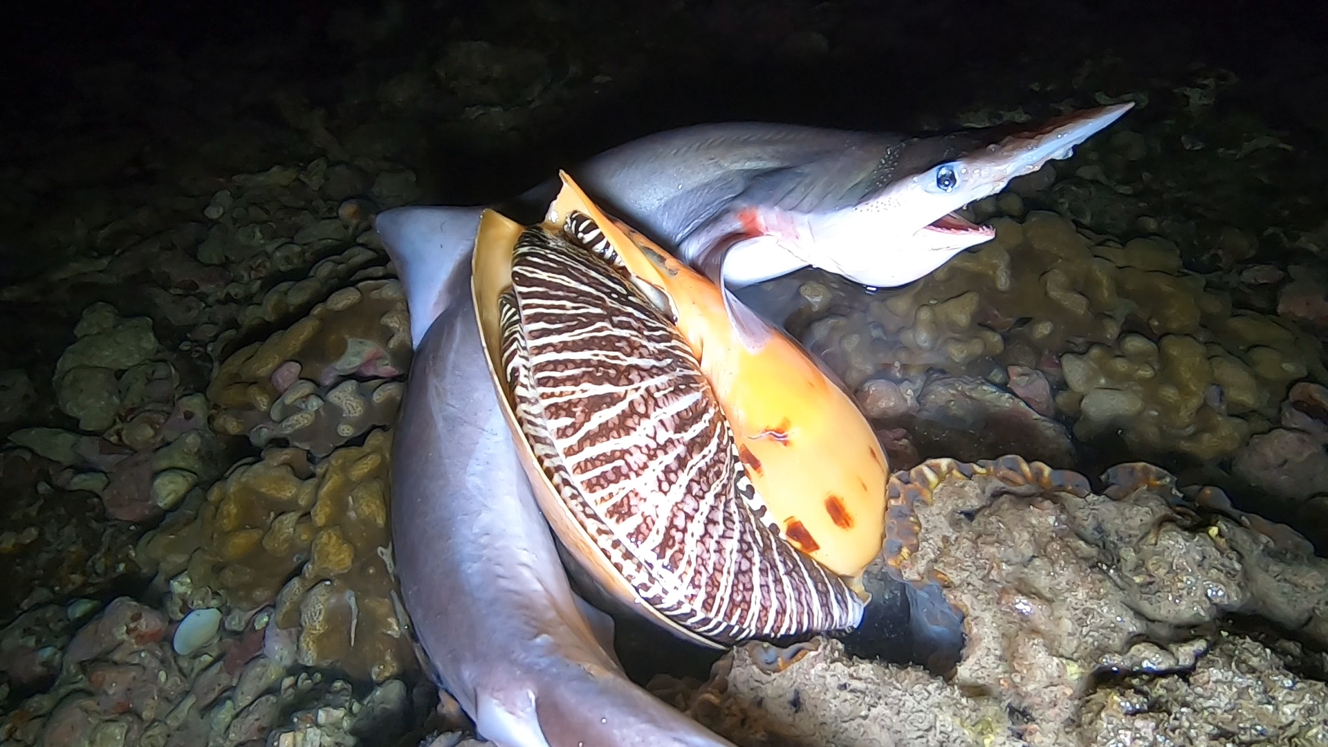 阿平赶海抓了一个两斤重的椰子螺，之后还抓了海鳗和蜘蛛螺