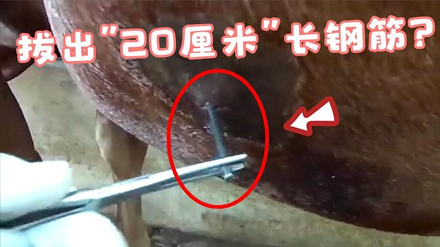 马儿腹部化脓，男人检查后，竟拔出“20厘米”长的钢筋！
