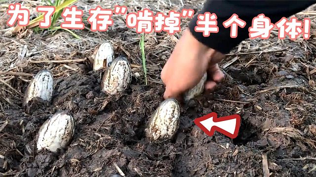 为了生存它“啃掉”半个身体，躲过了天灾，却没能躲过“人祸”！