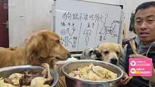 【囧囧宠物-涛哥】狗为什么不能吃骨头第二弹！