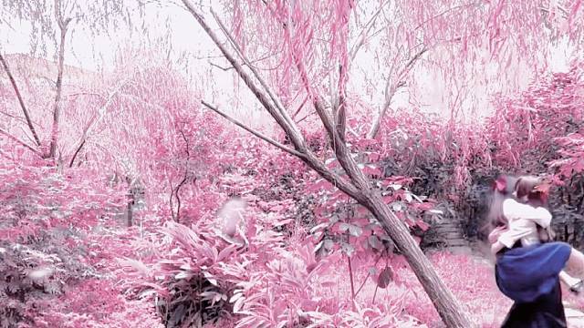 尝试一下最近很火的樱粉滤镜