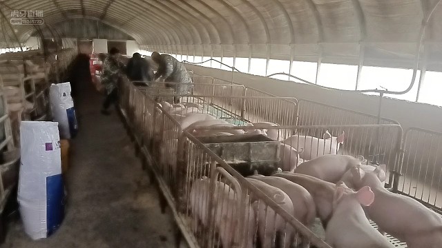 家里的猪挪窝，喜欢的小伙伴可以来瞅瞅