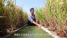 第84集 在湖上种水稻的农民