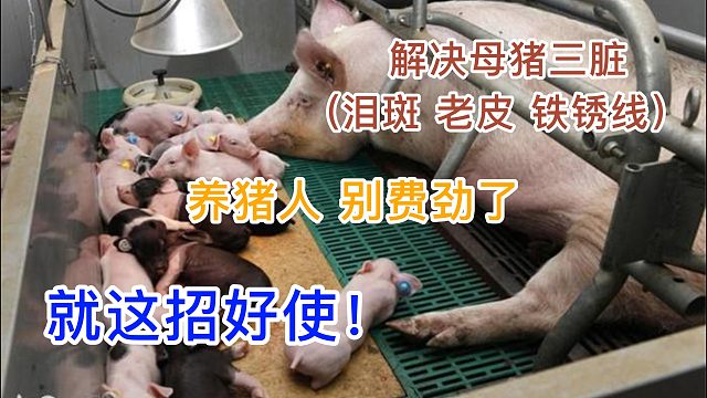 解决母猪三脏眼屎泪斑老皮铁锈线一招轻松搞定！养猪人快收藏 #养猪人 #自繁自养 #龙昌胆汁酸 #猪病