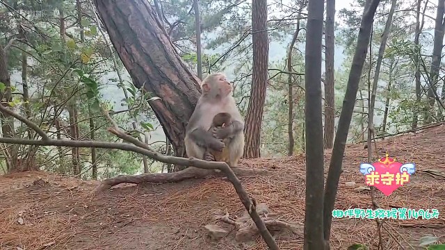 世上只有妈妈好！