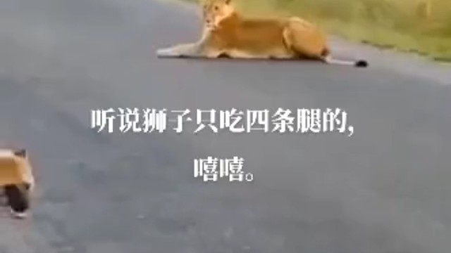 听说狮子只吃四条腿的