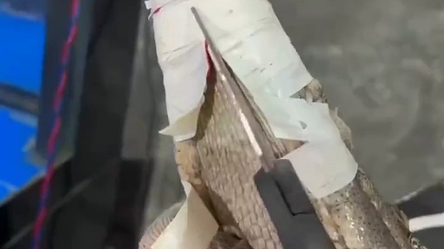 电鳗VS鳗鱼，谁更胜一筹