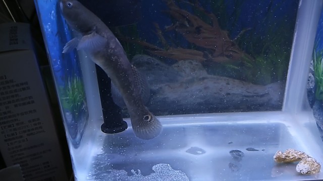 喂鱼了，陪朋友去钓鱼还剩的鱼饵。