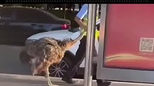 鸵鸟在大街上闲逛被警察锁喉带走