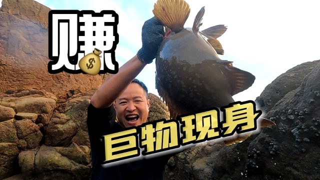 巨物现身，黝黑发亮的身躯抱在怀里就像小猪仔，这得值不少钱吧