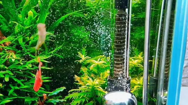 阅尽好花千万树，愿君记取此一枝。