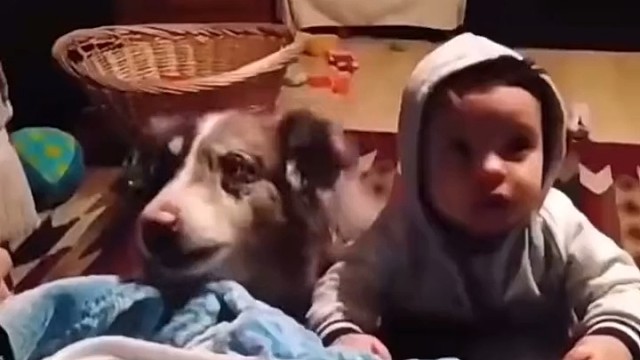 原来狗真有一定智商，看到这个我信了