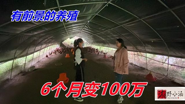 三母一公5500元，6个月变100万，市场很紧缺，养公的更赚钱！