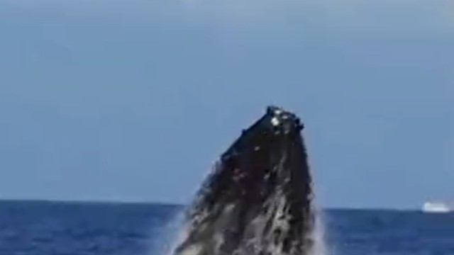 人类会清理藤壶已经在海里传开了