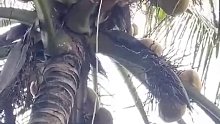 泰国果园雇佣了一批猴子帮忙摘椰子，动物保护组织知道后，炸锅了