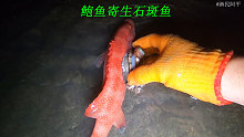 阿平赶海抓到了一条石斑鱼，发现鱼的身上竟然寄生着鲍鱼