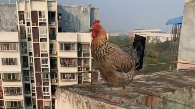 一定要冷静啊，我怕我200块钱泡汤